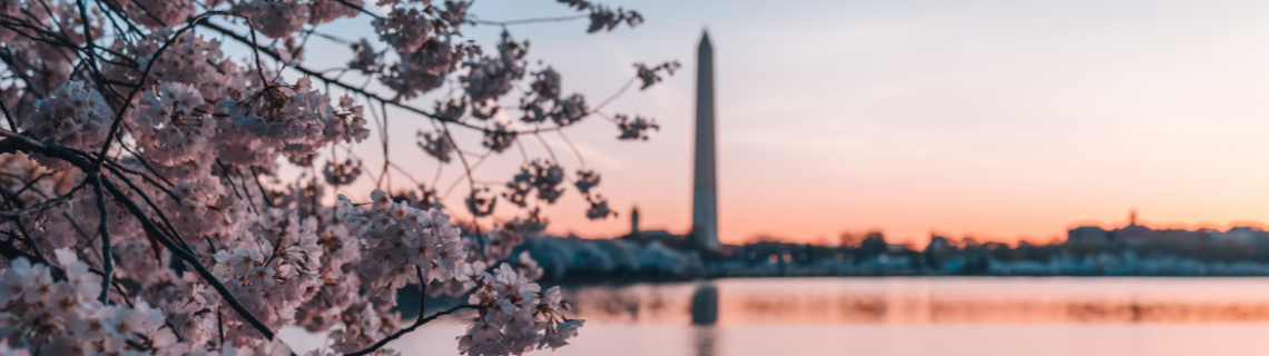 cherry blossom view in DC